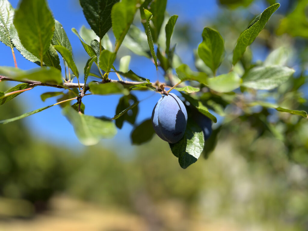 Acrista-Art-Coutryside-Summer-Prune