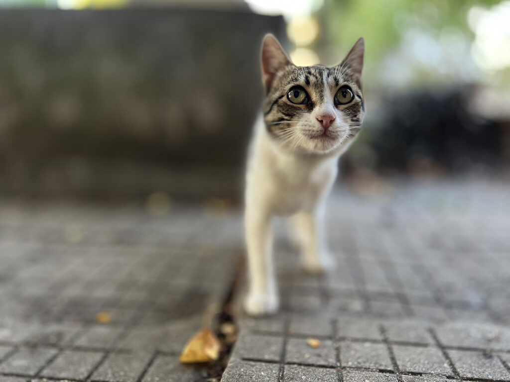 Our countryside cat