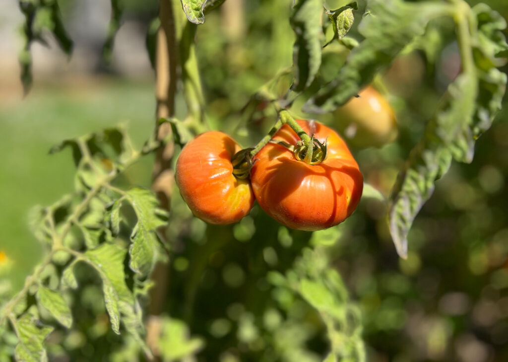 Acrista-Art-Coutryside-Summer-Tomates