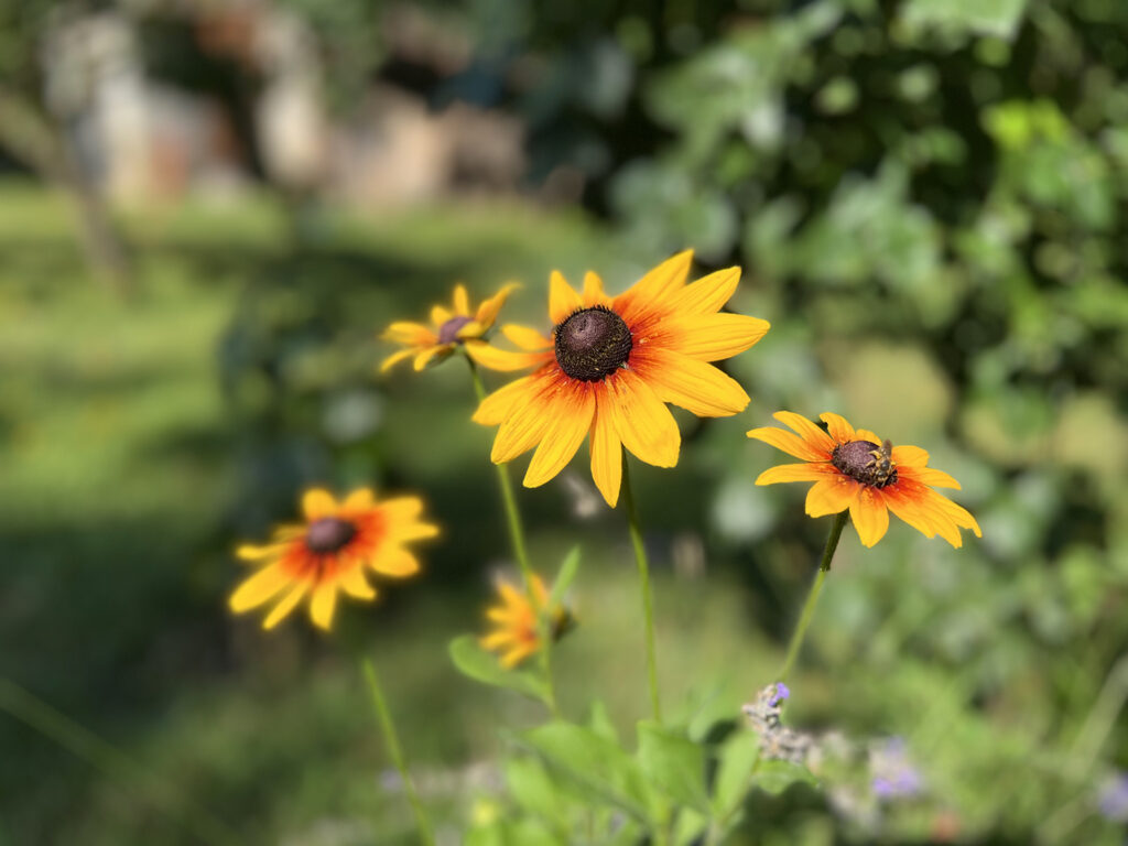 Acrista-Art-Coutryside-Summer-Yellow Flowers