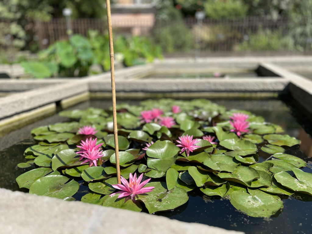 Padua Botanical Garden